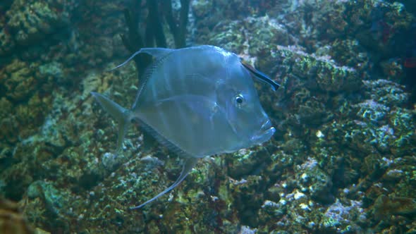 Lookdown (Selene Vomer) Is a Game Fish of the Family Carangidae alt