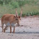 Wild Saiga Antelope or Saiga Tatarica Grazes in Steppe - VideoHive Item for Sale
