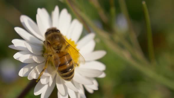 Honey Bee Daisy Close Up