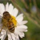 Honey Bee Daisy Close Up - VideoHive Item for Sale
