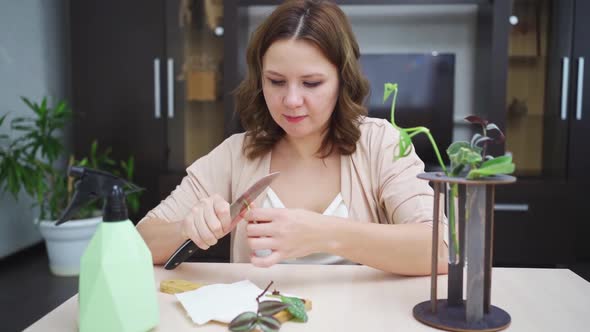 Woman Roots Indoor Plant Sprouts in Special Glass Flasks alt