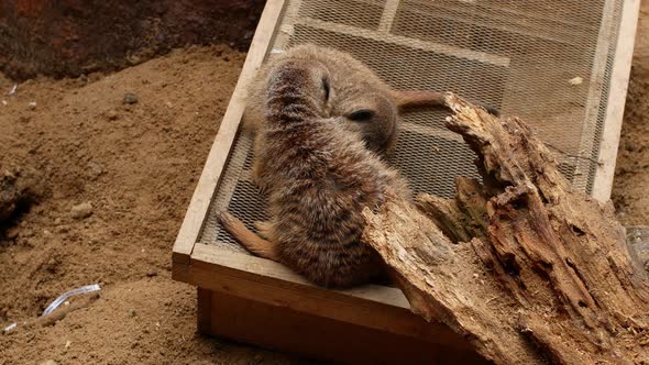 Meerkats are out of will. Meerkat in the zoo. Young meerkats. High quality 4k video close-up.