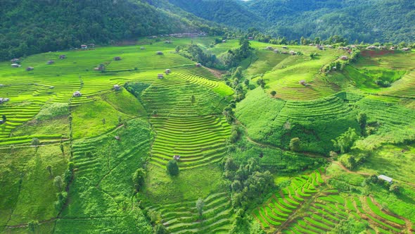 Drone view during golden hour of a rice terrace alt