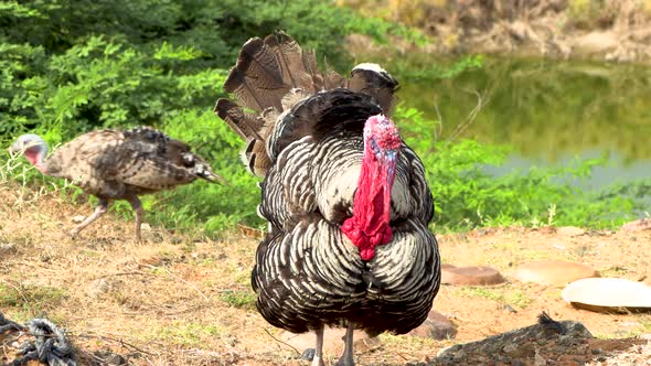 Wild thanksgiving turkeys with chicks alt