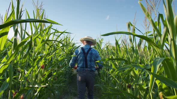 Farmer Carrying Wooden Box Full of Fresh Ripe Vegetables Back View