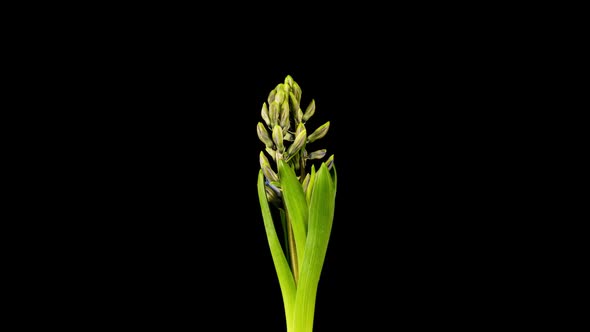 Time Lapse of Growing and Opening Pink Hyacinth Flower Isolated on Black Background alt