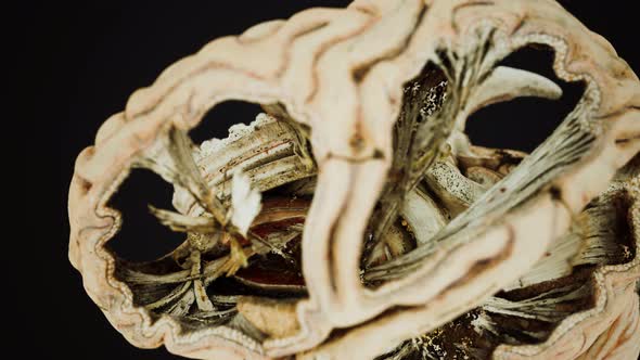 Medical Anotomy of Real Human Brain