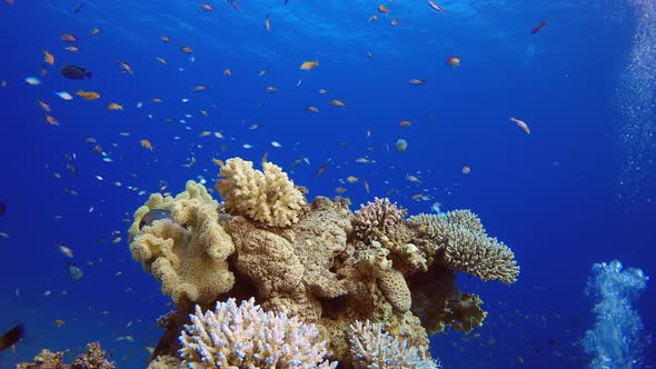 Beautiful Tropical Coral