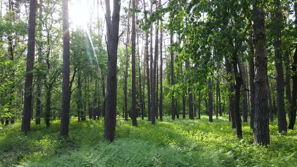 Wild Forest Landscape on a Summer Day alt