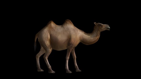 Camel Idle