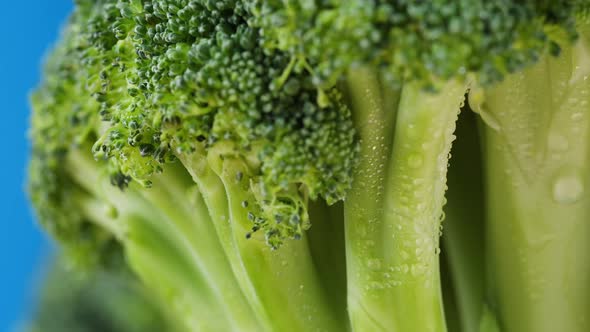 Broccoli on Blue Background Fresh Green Broccoli and Water Drops Closeup Vitamins Raw Food and alt