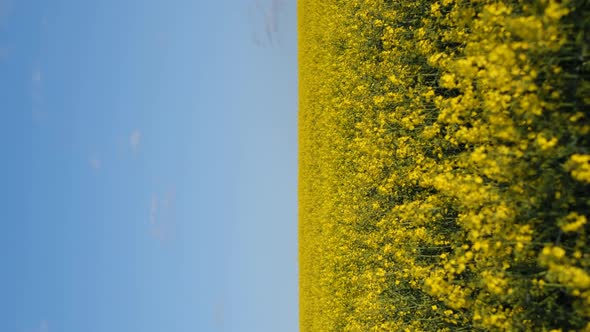 Vertical Video Blooming Rapeseed Field on a Sunny Day on a Background of Blue Sky alt