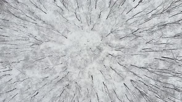 Aerial Top Down Drone Flight over Snow Covered Trees in Woodland at Winter