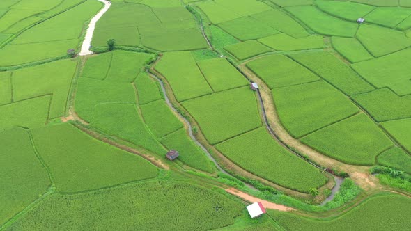 Aerial view drone flying over of agriculture in paddy rice fields for cultivation