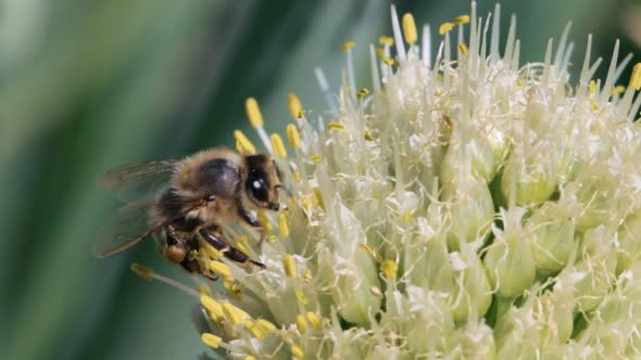 Honey bee collecting nectar and pollen