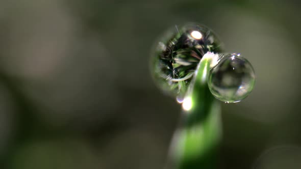 Macro Film of a Dew Drop on Blade of Grass alt
