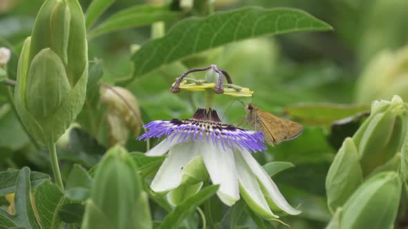 Close up of a butterfly standing on a blue crown passion flower collecting nectar contributing to po alt