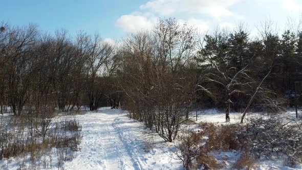 Fly above snowy winter park alley sunny landscape