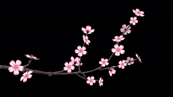 Cherry Blossom Branch On Transparent Background
