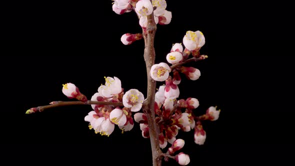 White Flowers Blossoms on the Branches of Apricot Tree alt