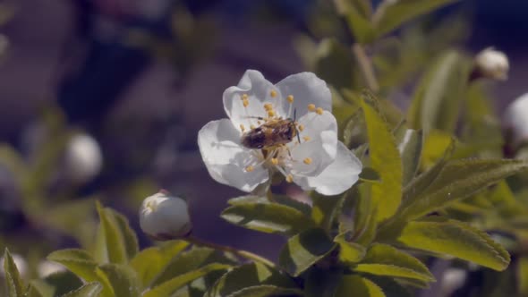 Bee Collects Nectar