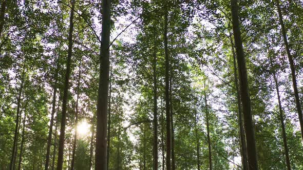 Moving Through a Forest