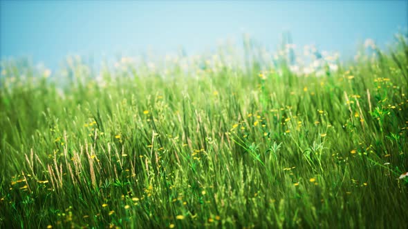 Field with Green Grass and Wild Flowers at Sunset alt