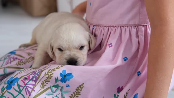 Little Girl Petting Labrador Puppy on Her Knees alt