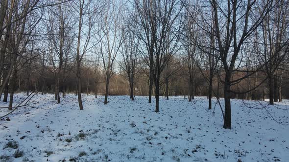 High-rise buildings in a winter park. Aerial photography. alt