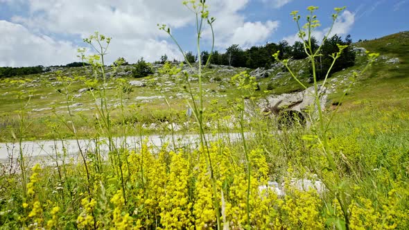 Tilt Up Past Yellow Flowers To a Mountain Tunnel alt