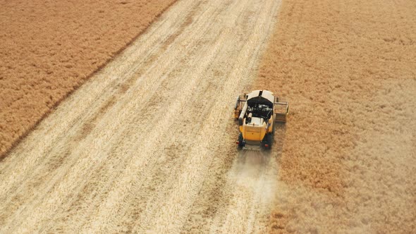Large Combine Harvests Rapeseed From Field on Hot Summer Day
