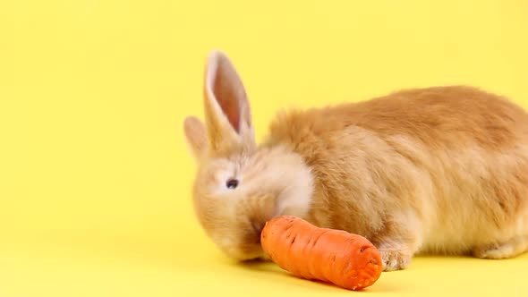 Little Fluffy Cute Handmade Rabbit Eating a Fresh Carrot Closeup on a Pastel Yellow Background alt