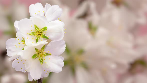 Almond Blossom on Pink alt