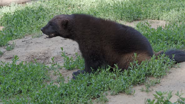 Siberian wolverine (Gulo Gulo) sitting in grass