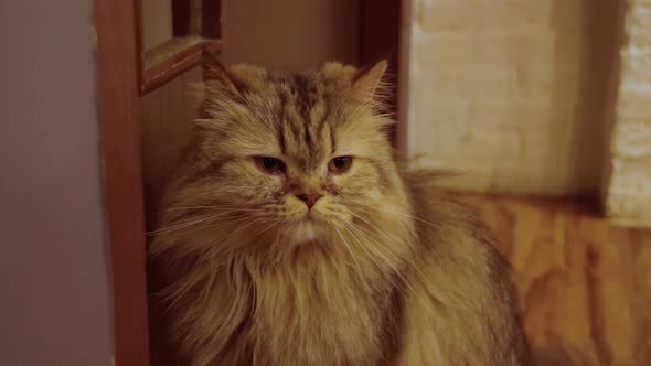 Brown Persian cat waiting in front of the door showing concept of boredom during home quarantine and alt