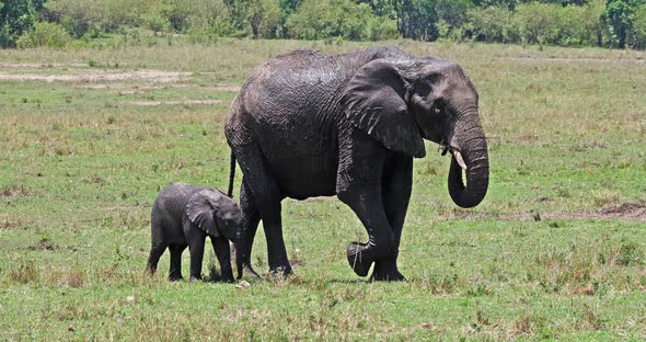 African Elephant, loxodonta africana, Mother and calf, Masai Mara Park in Kenya, Real Time 4K alt