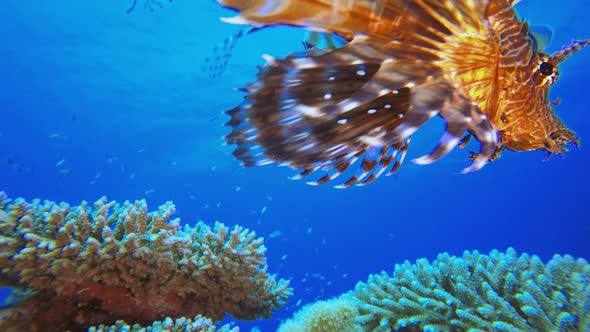 Coral Reef Lion-Fish alt