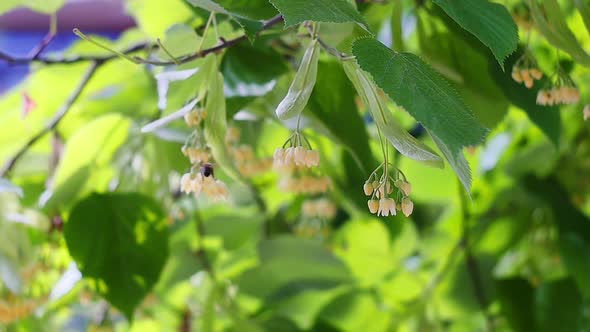 Honey bee on the blossoming yellow linden flowers alt