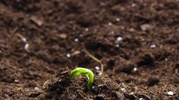 Growing plants in timelapse alt