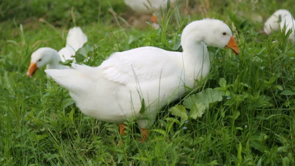 Flock of geese picking grass