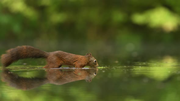 Red squirrel walks into shallow water to get a nut, funny leap out to bank alt