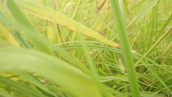Vibrant Green Grass on Summer Meadow Under Bright Sunlight alt