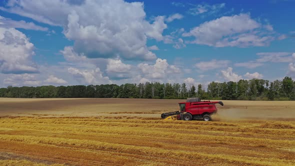 Industrial landscape with combine. Combine harvester works on wheat field alt