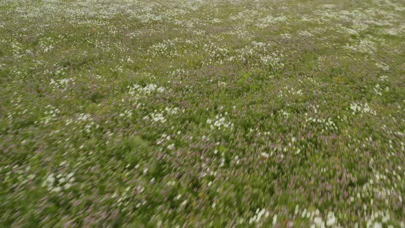 Hypnotic sweeping shot over wildflower field Aerial alt