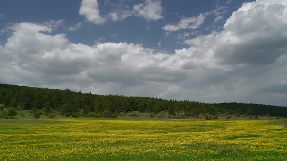 8K Green Meadow Covered With Yellow Flowers in Flat Plateau