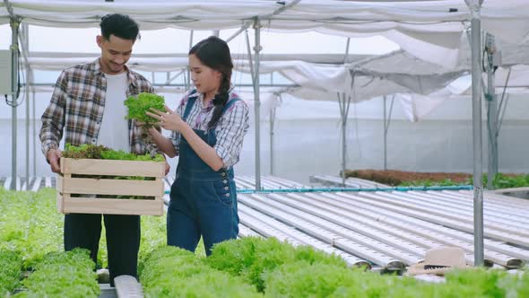 4k slow handheld asian couple farmer takecare and discuss how to growth plant in hydroponic alt