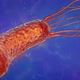 Helicobacter Pylori - Stomach Infecting Bacteria - VideoHive Item for Sale