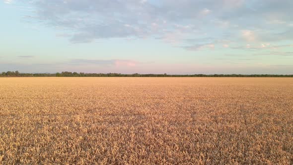 Scenic View At Beautiful Summer Sunset In A Wheaten Shiny Field
