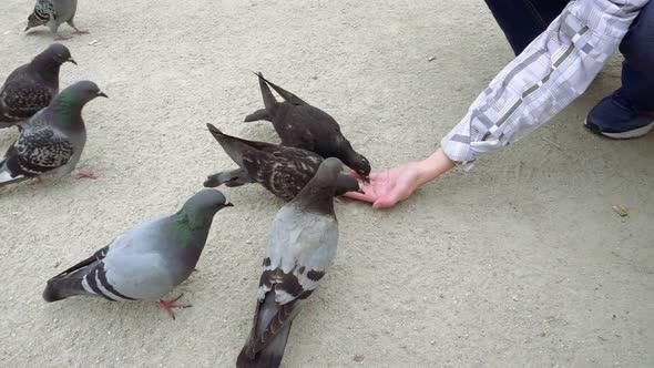 Pigeons Pecking and Eating Food From Human Hand