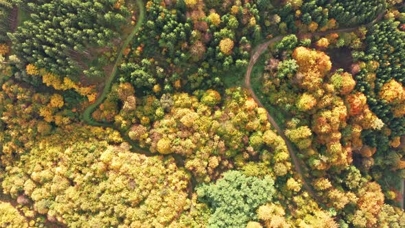 Aerial Top View Over Alpine Forest Durring Sunset in Autumn alt